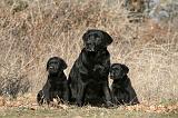 LABRADOR 1117